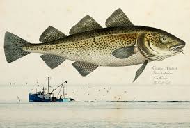 Tongue And Cheek Eating The Once Discarded Parts Of Newfoundland S Number One Fish Salon Com
