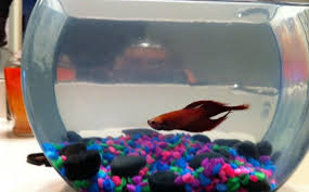 The betta splendens is a favorite because of its beauty, its long fins and because bettas are relatively easy to care for. Pet Betta Fish Vang Bettas