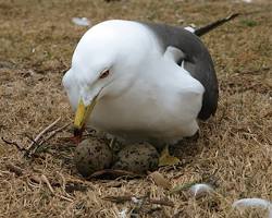 은갈매기 둥지 긁기 이미지