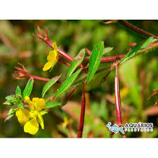 Image result for Ludwigia leptocarpa