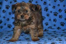 Yorkie Shih Tzu Mix Puppies For Sale Zoe Fans Blog Shorkie Puppies Yorkie Shih Tzu Mix Puppies