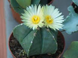 All about cactus care, cactus houseplants, cactus flowers, cactus plants, cactus room decor, cactus indoor, cactus varieties, cactus care tips, how to grow cactus, types of cactus, cactus mini garden the lighting needs of succulents and cacti are more nuanced than just placing them on a windowsill. Astrophytum Myriostigma Var Nudum World Of Succulents