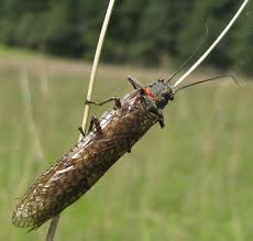 Image result for Pteronia acuminata