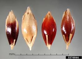 Image result for Sorghum × drummondii