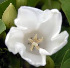 Image result for Merremia palmata