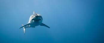 Great white shark with open mouth about to attack in watching sharks tour. Sharks On Cape Cod Just How Scared Should We Be The Boston Globe