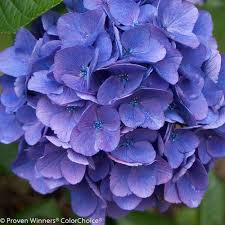 We did not find results for: Pink Elf French Hydrangea Gullo S Garden Center