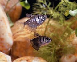 Begitu juga bentuknya beragam ada yang. Budidaya Ikan Hias Black Tetra Untuk Usaha Bisnis