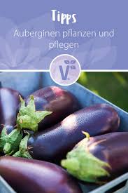 Auberginen Pflanzen Und Pflegen Auberginen Pflanzen Pflanzen Auberginen
