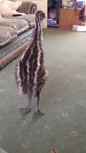 Bird Bouncing Golf Ball On Concrete Cute Little Bird Video In 2020 Cute Funny Animals Cute Baby Animals Funny Animal Videos