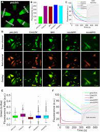 Frontiers | Enhanced small green fluorescent proteins as a multisensing  platform for biosensor development