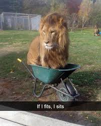 Wer Wird Ihm Etwas Anderes Erzahlen Lol Animals Funny Animal Pictures Funny Animals Funny Animal Memes