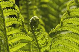 May 29, 2017 · the fiddlehead fern (matteuccia struthioreris) is a fern from the dryopteridaceae plant family, and the genus matteuccia todaro. How To Grow And Care For Ostrich Ferns