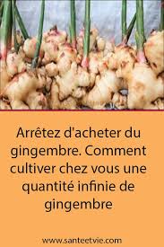 Arretez D Acheter Du Gingembre Comment Cultiver Chez Vous Une Quantite Infinie De Gingembre Cultiver Du Gingembre Cultiver Des Tomates Jardin De Legumes