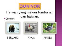 Ayam adalah hewan omnivora yang termasuk kedalam jenis unggas. Haiwan Dan Jenis Makanannya