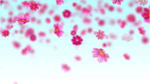 Pink Cosmos Flowers Free Motion Background Loop Pink Flowers Background Cosmos Flowers Motion Backgrounds