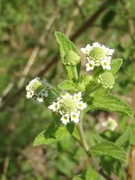 Image result for Lippia javanica