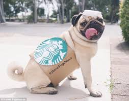 Homer Pugalicious Is The Best Dressed Dog This Halloween Pugs In Costume Pug Halloween Costumes Pug Clothes