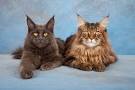 List of cat breeds - Wikipedia