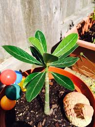 How To Grow A Plumeria 5 Steps With Pictures Plumeria Plants Small Trees