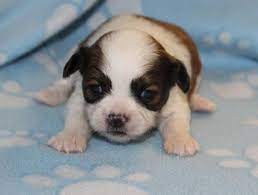 Maybe you would like to learn more about one of these? Shih Tzu Puppy For Sale Adoption Rescue For Sale In Joplin Missouri Classified Americanlisted Com