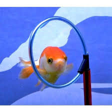R2 Fish School Training Kit Spotted Animals Pet Fish Cute Fish