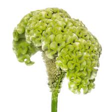 Image result for Celosia nervosa