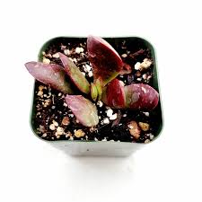 Image result for Cola clavata