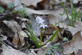 Image result for Scilla benguellensis
