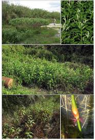 Image result for Persicaria senegalensis