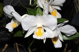 Image result for Rhipidoglossum densiflorum