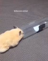 Hamster Rolly Polly Funny Hamsters Cute Hamsters Cute Baby Animals