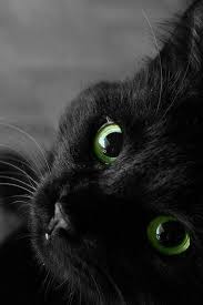 Beautiful Black Cat Beautiful Cats Animals Pretty Cats