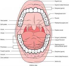 Pin On Dental Problems
