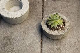 Autumn turtle planter mold, concrete cement mold, large concrete mold for planters, tortoise planter, diy turtle statue for garden, turtle garden decor mold planter, made in usa 4.5 out of 5 stars 20 $21.99 $ 21. Diy On A Budget 30 Mini Concrete Planters The Organized Home