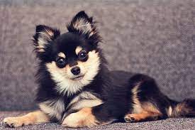 The pomeranian is an extroverted dog who likes meeting new people and is full of life. Pomeranian Chihuahua Mix Meet The Adorable Pomchi My Dog S Name Pomeranian Chihuahua Mix Pomeranian Mix Puppies Chihuahua Mix Puppies