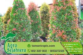 Check spelling or type a new query. Manfaat Tanaman Pucuk Merah Bagi Kesehatan Penjual Pohon Bunga Pucuk Merah