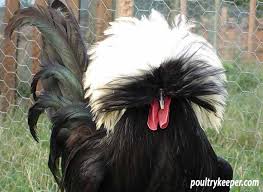 The polish chicken has long been a favorite among eccentric owners of feathery fowl. Poland Chickens Breed In Focus