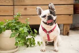 Jasmine (dog plant toxicity varies by dog). Common Backyard Plants That Are Poisonous To Dogs
