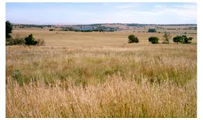 Image result for Aristida scabrivalvis