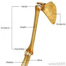 Cracking your shoulder blades can help relieve pressure and alleviate pain caused by physical. What Is The Acromion Process With Pictures