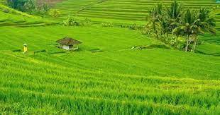 Pin gambar lukisan sawah padi downloads genuardis portal sumber www.picstopin.com. Gambar Sawah Padi Yang Cantik Google Has Many Special Features To Help You Find Exactly What Youre Looking Pemandangan Pemandangan Yang Indah Alam Yang Indah