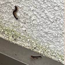 この虫が最近家の中や壁に、大量発生するのですがなんの虫でしょう... - Yahoo!知恵袋