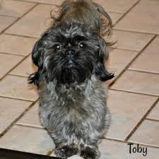 A very rare colored marking called dobie markings occurs when a puppy is born with tan markings on an otherwise black or very dark coat. Shih Tzu Coat Colors