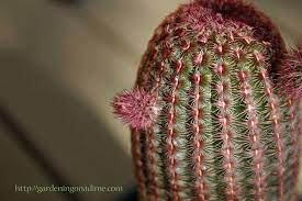 Echinocereus Pectinatus Rubispinus Rainbow Cactus Rainbow Cactus Cactus Cactus Flower