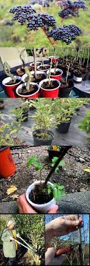 How To Grow Elderberry Planting Elderberry Care Of Elderberries Grow Elderberry Pl Container Gardening Vegetables Elderberry Plant Vertical Vegetable Garden
