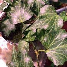 Image result for Hedera