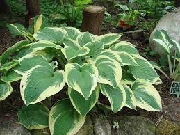 Hosta Mamma Mia Foto Amatorskie Barbara Zadros Garden Shrubs Shade Plants Hosta Varieties