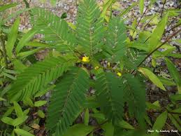 Image result for Chamaecrista polytricha