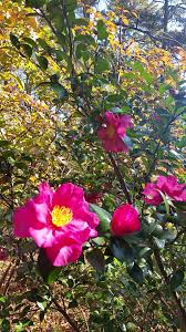 Camellia Bushes In The Wind Video Climbing Flowers Trellis Beautiful Flowers Garden Beautiful Flowers